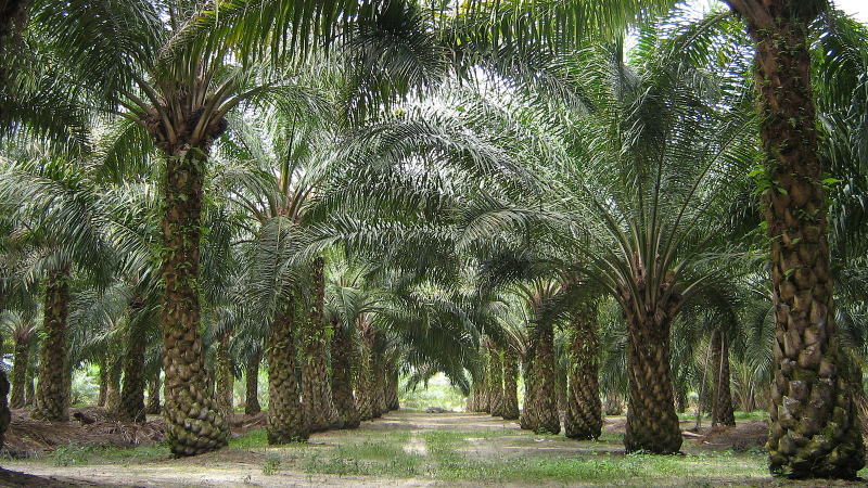 印度尼西亚宣布调整棕榈油供应政策