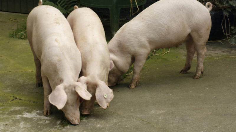 生猪供应减少推动价格上涨，养殖户恢复盈利