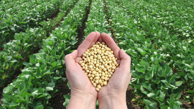 由于虫害肆虐和降雨过多，阿根廷这一季的玉米和大豆产量或将暴跌